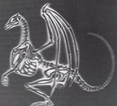 File:Xray.gif